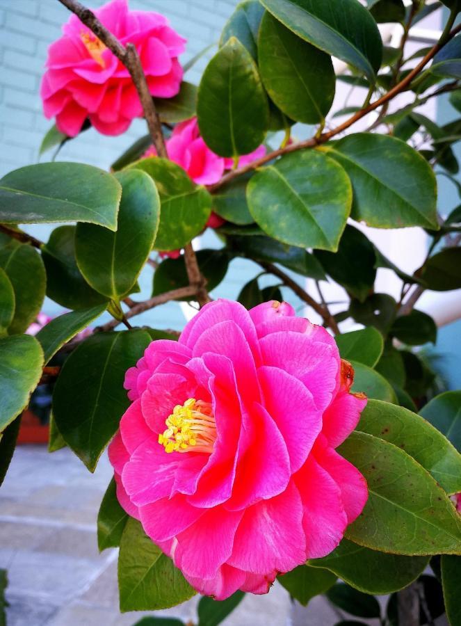 Il giardino all'angolo Villacidro Esterno foto