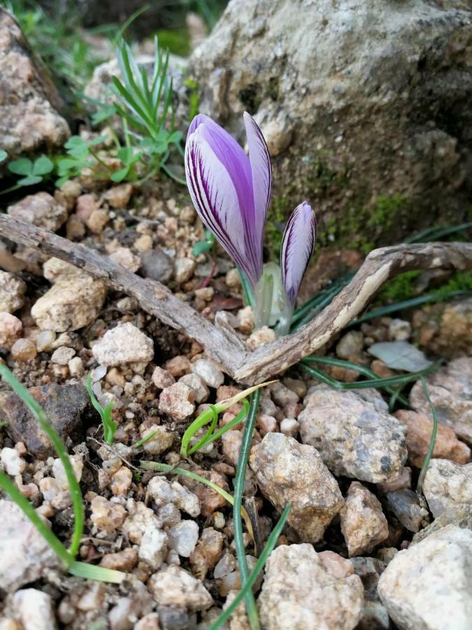 Il giardino all'angolo Villacidro Esterno foto